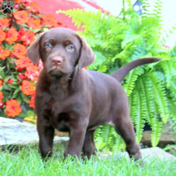 Spice, Chocolate Labrador Retriever Puppy