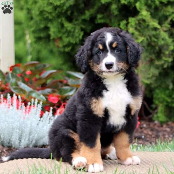Spice, Bernedoodle Puppy