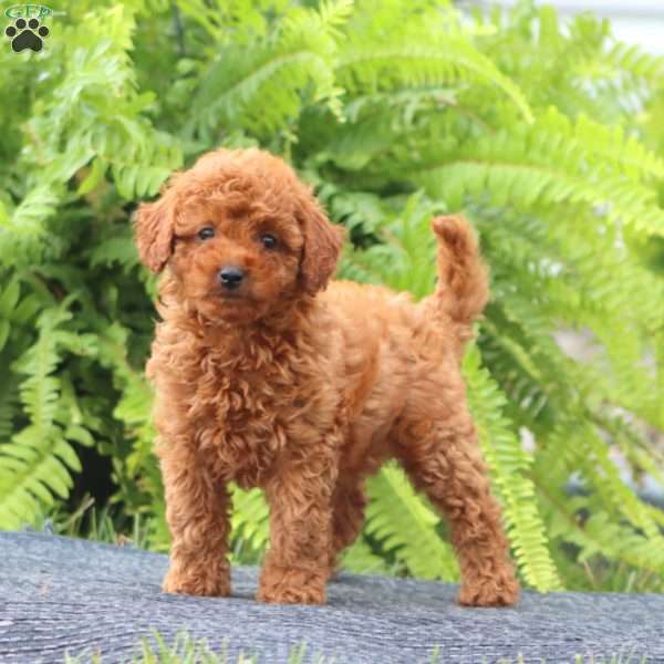 Spice, Cavapoo Puppy