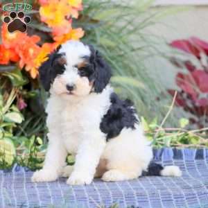Spice, Miniature Poodle Puppy