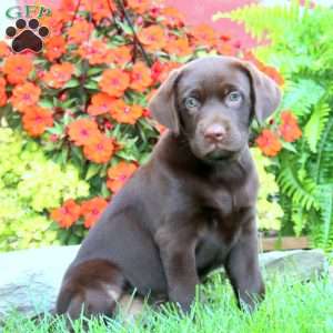 Spice, Chocolate Labrador Retriever Puppy