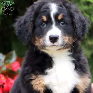 Spice, Bernedoodle Puppy