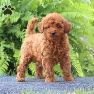 Spice, Cavapoo Puppy
