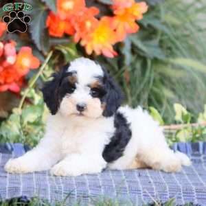 Spice, Miniature Poodle Puppy