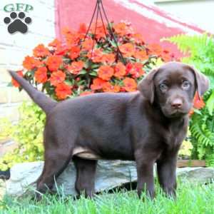 Spice, Chocolate Labrador Retriever Puppy