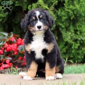 Spice, Bernedoodle Puppy