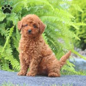 Spice, Cavapoo Puppy