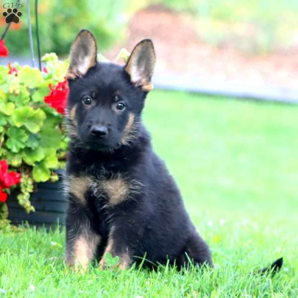 Spiffy, German Shepherd Puppy