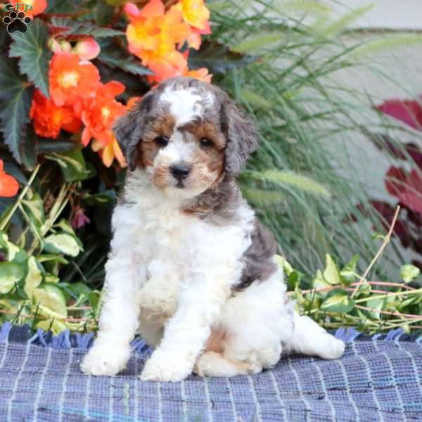 Spiffy, Miniature Poodle Puppy