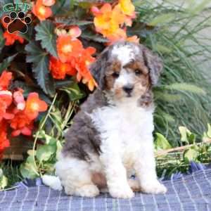 Spiffy, Miniature Poodle Puppy
