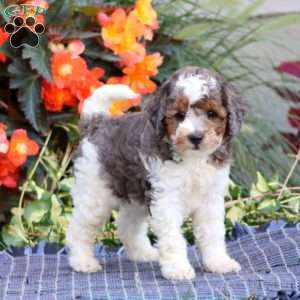 Spiffy, Miniature Poodle Puppy