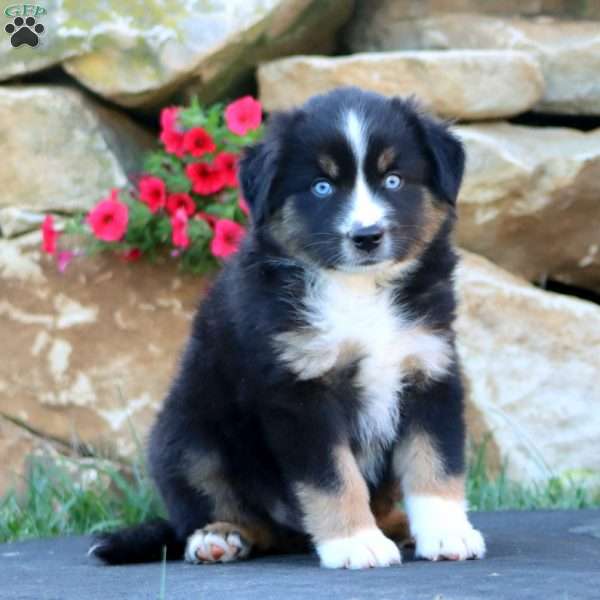 Splash, Miniature Australian Shepherd Puppy