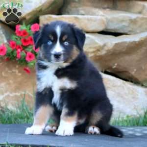 Splash, Miniature Australian Shepherd Puppy