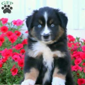 Splash, Miniature Australian Shepherd Puppy