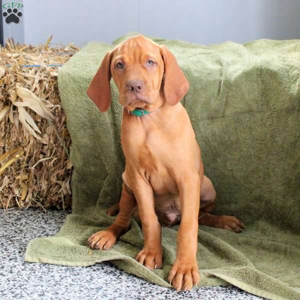Sport, Vizsla Puppy