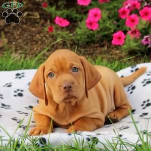 Sport, Vizsla Puppy
