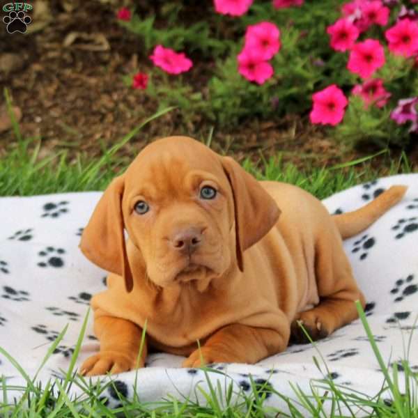 Sport, Vizsla Puppy