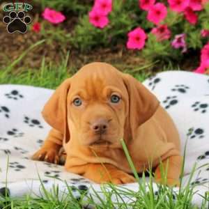 Sport, Vizsla Puppy