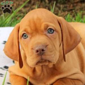 Sport, Vizsla Puppy