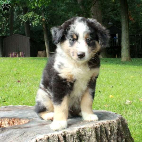 Spot, Australian Shepherd Puppy