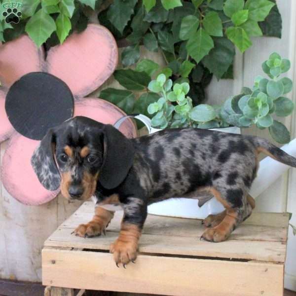 Spotty, Dachshund Puppy