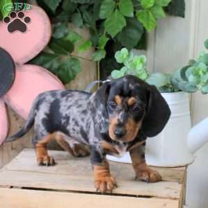 Spotty, Dachshund Puppy