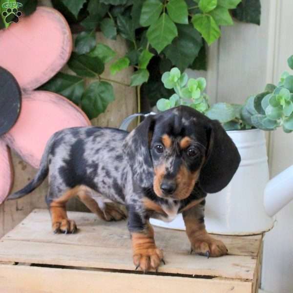 Spotty, Dachshund Puppy