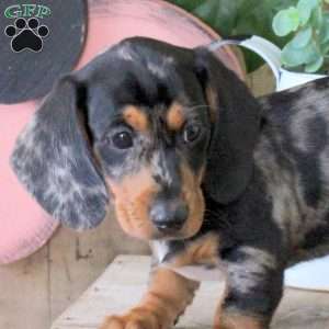 Spotty, Dachshund Puppy