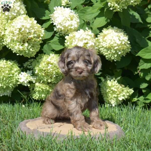 Sprinkles, Cockapoo Puppy