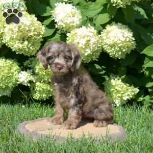 Sprinkles, Cockapoo Puppy