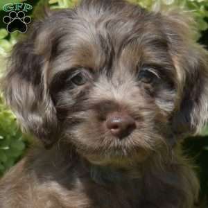 Sprinkles, Cockapoo Puppy