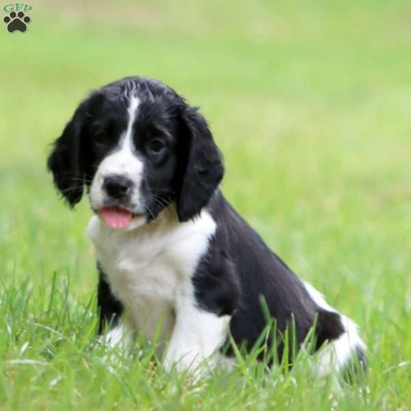 Sprinkles, English Springer Spaniel Puppy