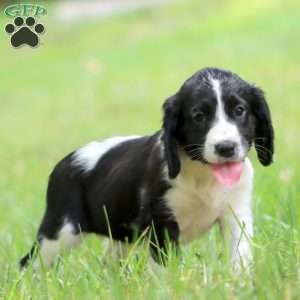 Sprinkles, English Springer Spaniel Puppy