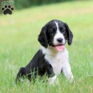 Sprinkles, English Springer Spaniel Puppy