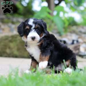 Sprite, Mini Bernedoodle Puppy