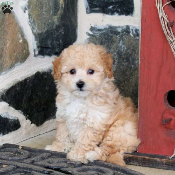 Sprout, Bich-Poo Puppy