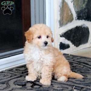 Sprout, Bich-Poo Puppy