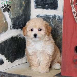 Sprout, Bich-Poo Puppy