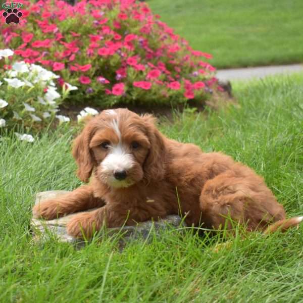 Star, Mini Goldendoodle Puppy