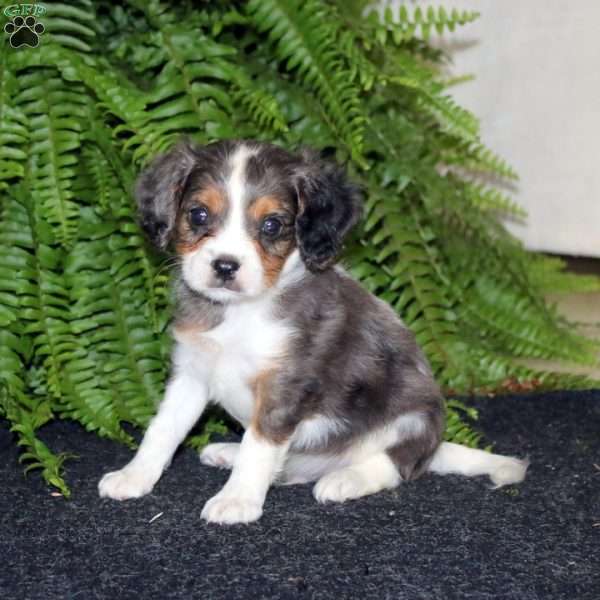 Star, Cavapoo Puppy