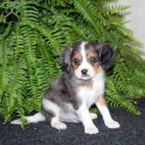 Star, Cavapoo Puppy