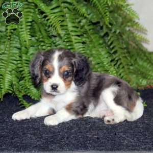 Star, Cavapoo Puppy