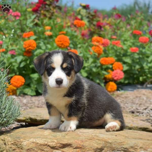 Starburst, Pembroke Welsh Corgi Puppy