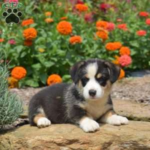 Starburst, Pembroke Welsh Corgi Puppy
