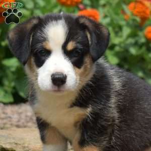 Starburst, Pembroke Welsh Corgi Puppy