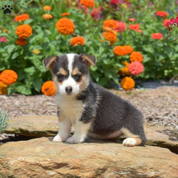 Starlight, Pembroke Welsh Corgi Puppy