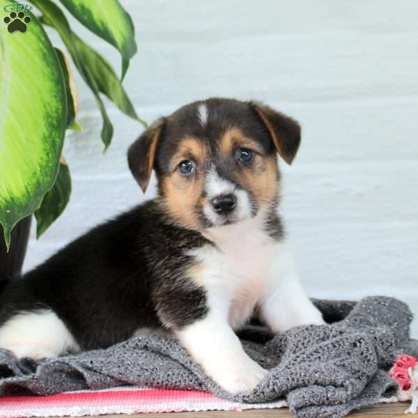 Starlight, Welsh Corgi Mix Puppy