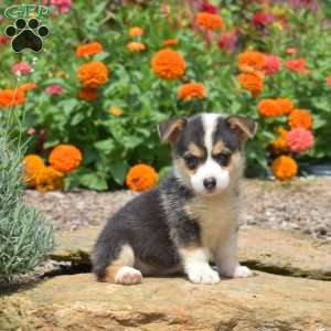 Starlight, Pembroke Welsh Corgi Puppy
