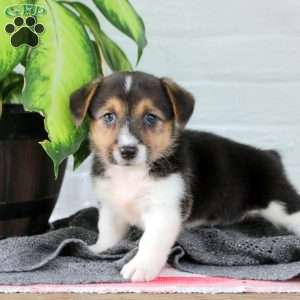 Starlight, Welsh Corgi Mix Puppy