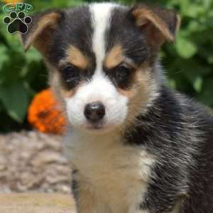 Starlight, Pembroke Welsh Corgi Puppy